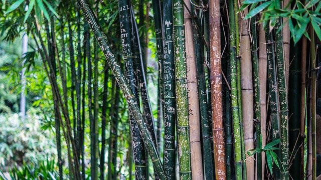 bamboo plants