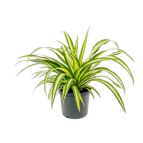 Spider Plant