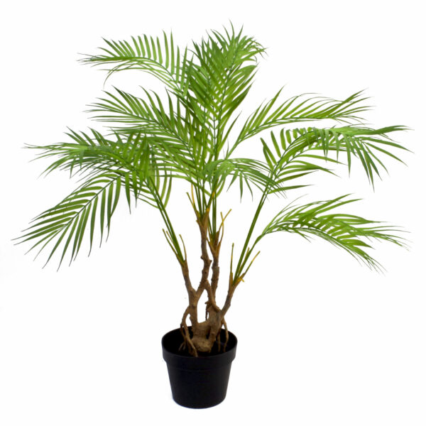 Bamboo Palm