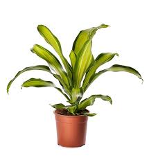 Dracaena 