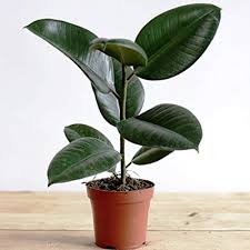 Rubber Plant