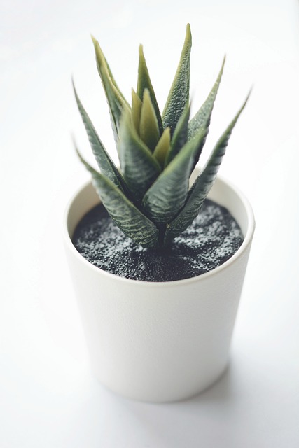 Aloe Vera