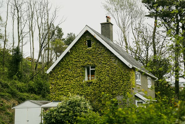 Green Roofs and Cool Roofs