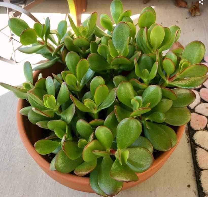 Jade Plant