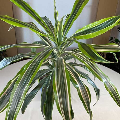 Dracaena Gold Star