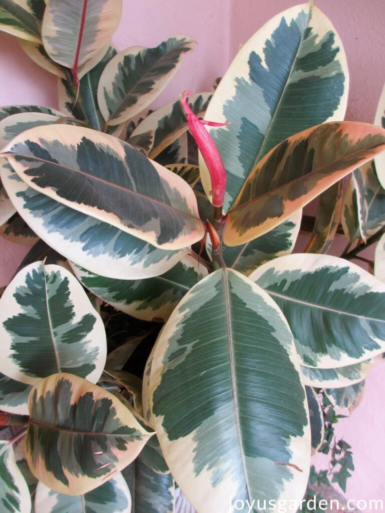Rubber Tree