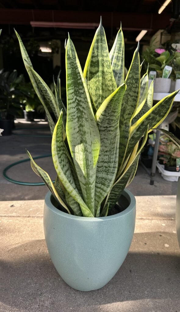 Snake Plant