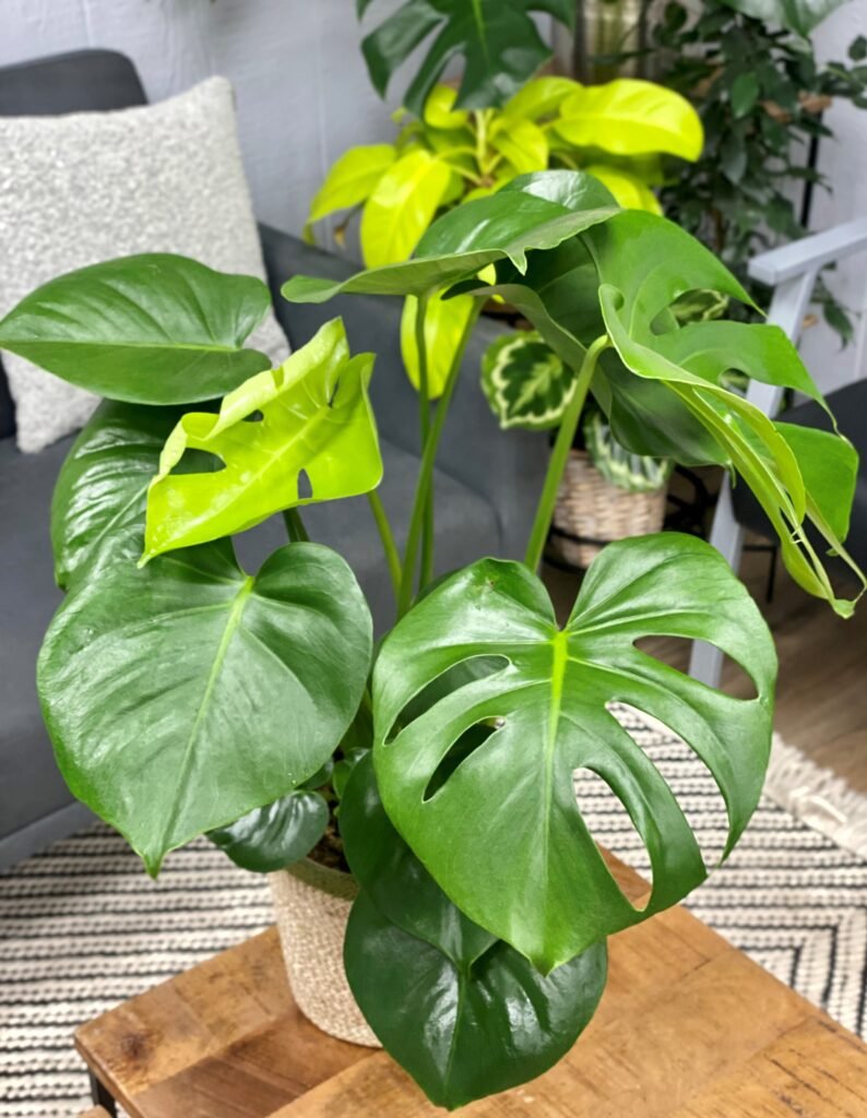 Monstera Deliciosa