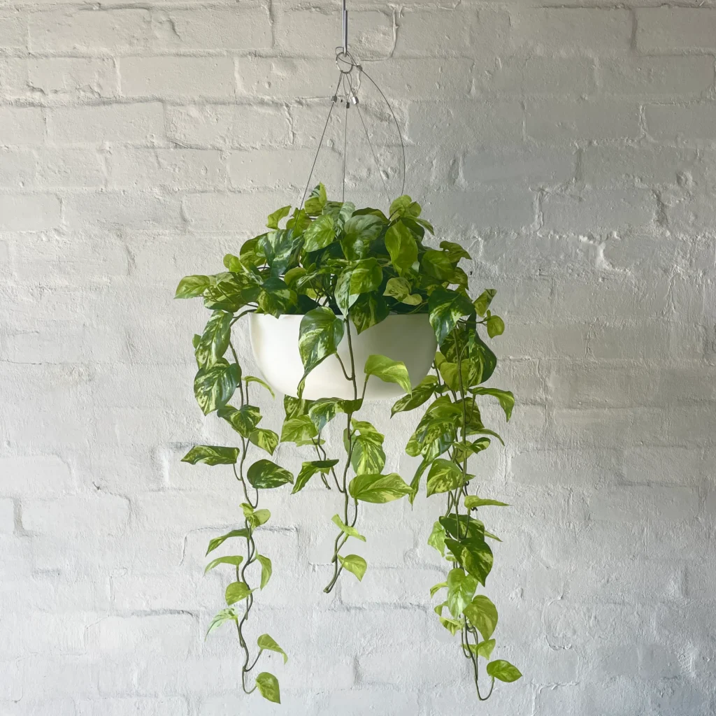 Pothos